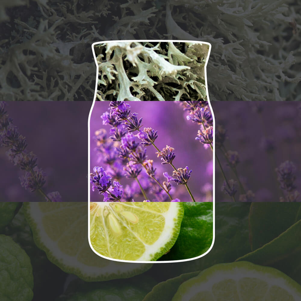 colour note with lavender, lime, and herbs design on a dark background. for a visual example  for the midsummer night fragrance reed diffuser.