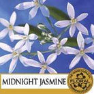 Yankee Candle Wax Melt Yankee Candle Wax Tart Melt - Midnight Jasmine